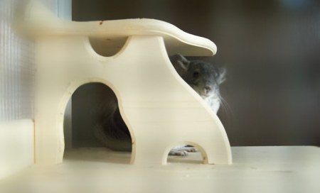 �������� (6 ����)