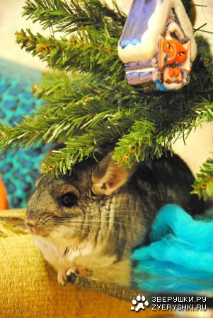 �������� (6 ����)