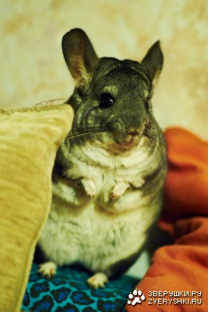 �������� (6 ����)