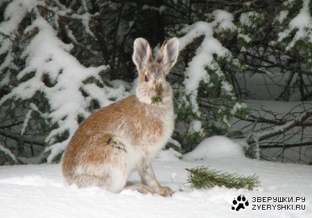 ������� � ������� (12 ����)