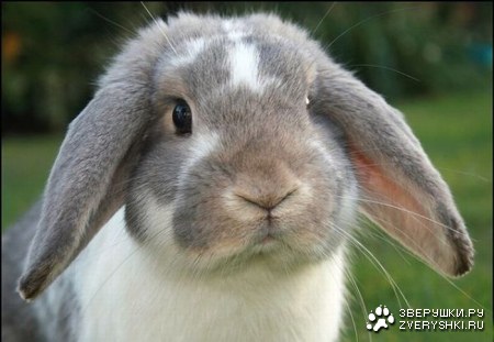 ������� � ������� (12 ����)