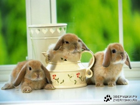 ������� � ������� (12 ����)