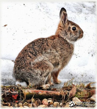 ������� � ������� (12 ����)