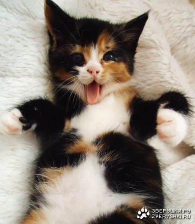 ��� �����������?! ;)