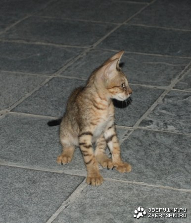 ����� �����! (3 ����)