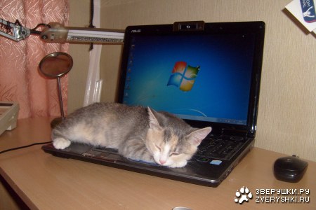 ��� ���� �� ��� (11 ����)