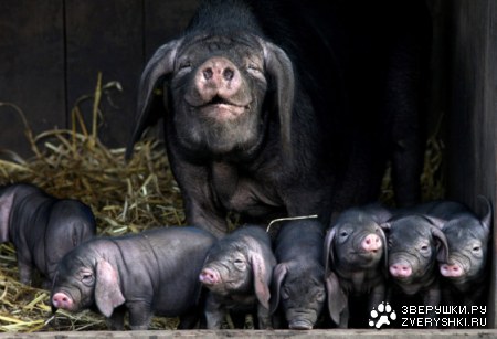 ������� ��������� ;)