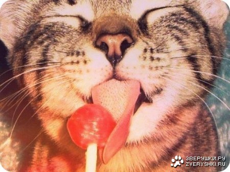 ����������� :)