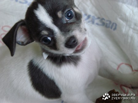 ������� :)