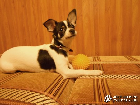 ������ :)