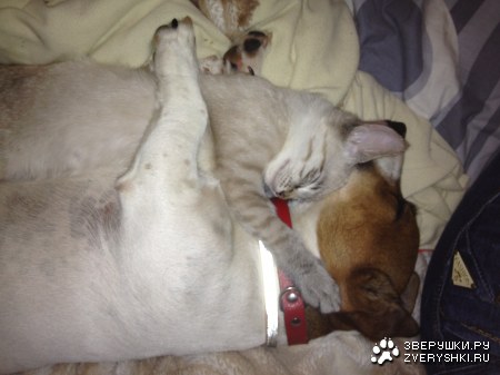 ��������� ������ (4 ����)