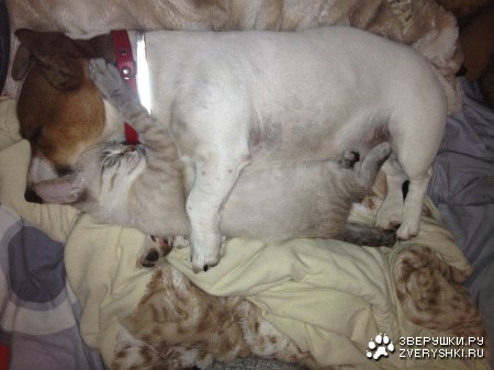 ��������� ������ (4 ����)