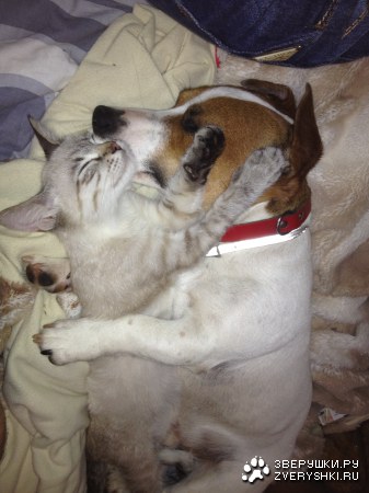 ��������� ������ (4 ����)