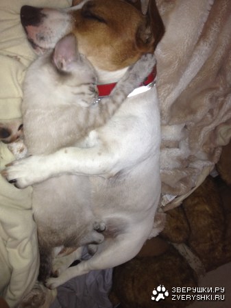 ��������� ������ (4 ����)