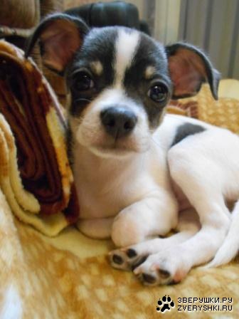 ������ :)