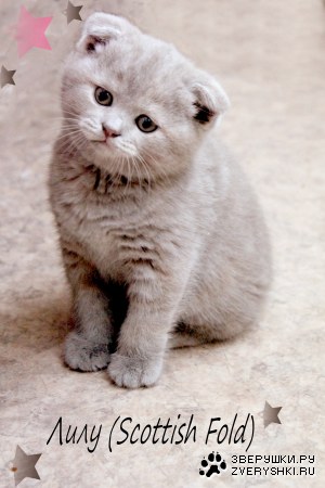 ������� ���� :)