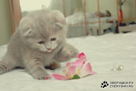 ���� � ������� (4 ����)