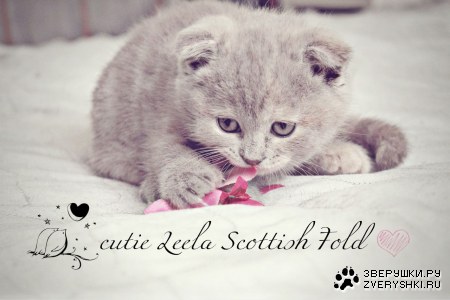 �������� ������� ������� - ������� ���� :)