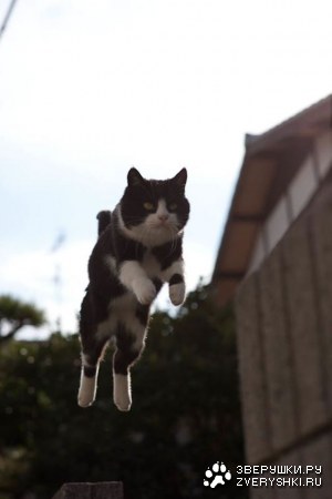 ������ � ��������� ������� (26 ����)