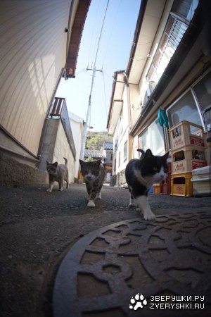 ������ � ��������� ������� (26 ����)