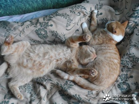 �������� :)