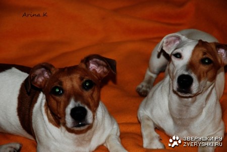 ��� ������ (3 ����)