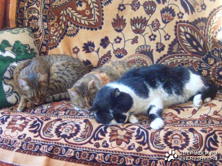 ����������... :) ������ 2.