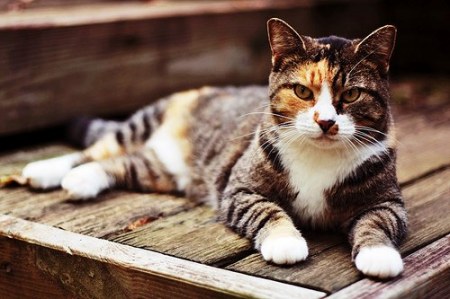 ������� ���������� (9 ����)