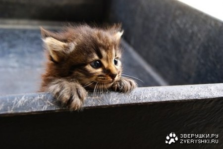 ������� ���������� (9 ����)