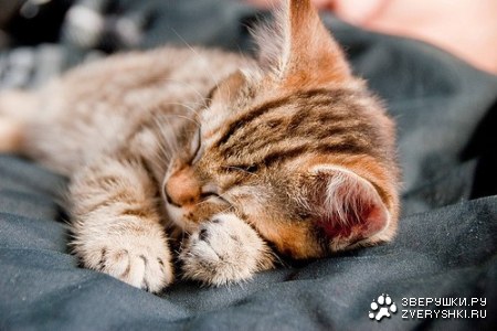 ������� ���������� (9 ����)