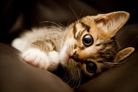 ������� ���������� (9 ����)