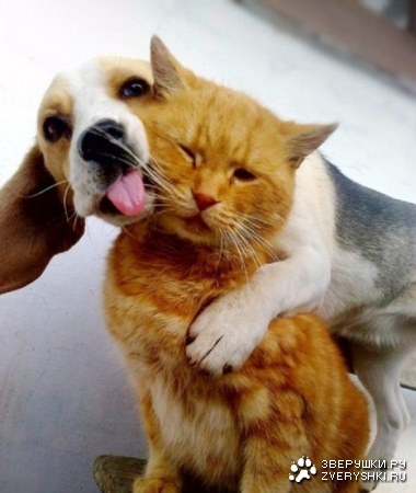 ������ :)