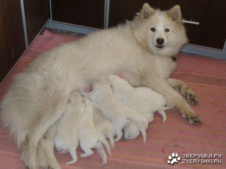 ���� ����� - �������! :)