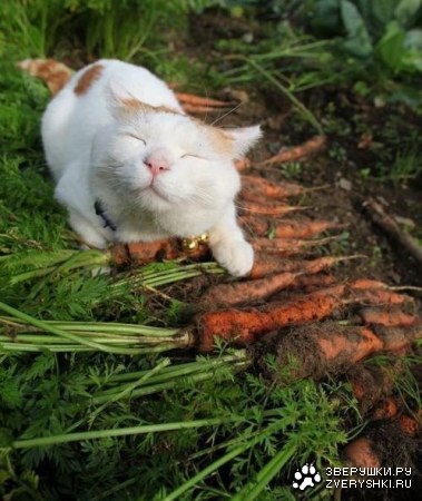 ������� ������� ;)