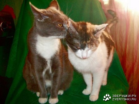 ��� ����� ������ ! (4 ���� � ���������� �������)