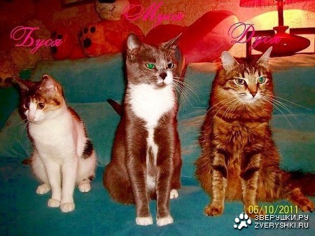 ��� ����� ������ ! (4 ���� � ���������� �������)