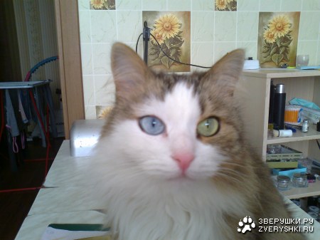 ������� ������ ���� ������� (4 ����)