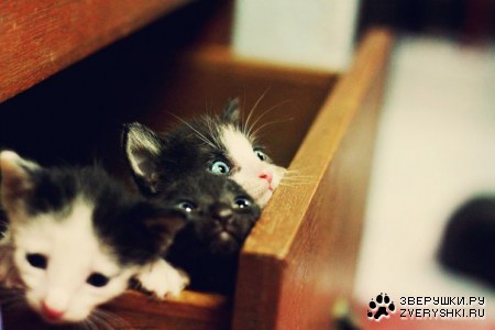 � ������� � ��������� ������������ ;)