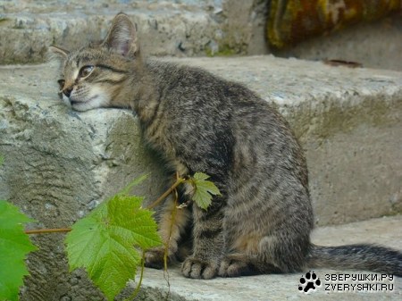 ����� �� �������� ���� ;)