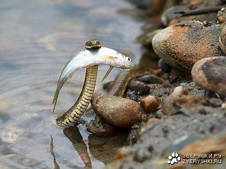 ����-������� :)