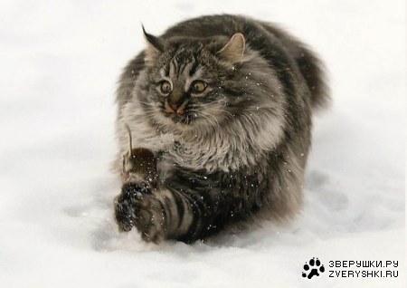 ���������� �������� (6 ����)