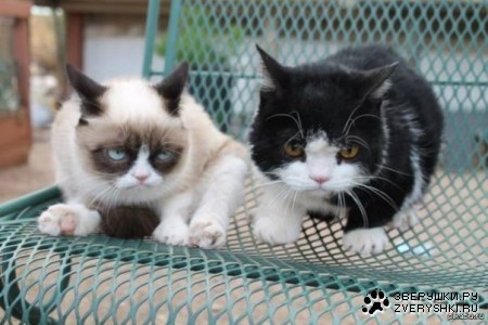 ���������� �������� (6 ����)