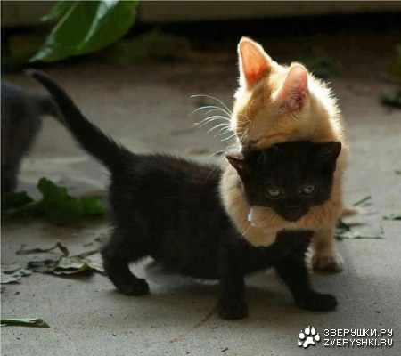 ���������� �������� (6 ����)