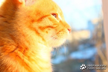 ���������� �������� (6 ����)