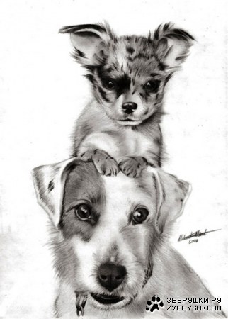 ������� ���������� (16 ���� )