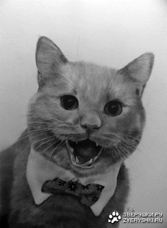 ������� ���������� (16 ���� )