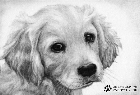 ������� ���������� (16 ���� )