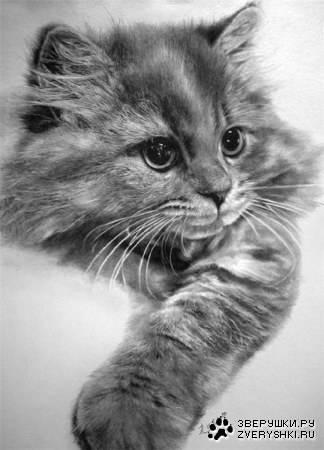 ������� ���������� (16 ���� )