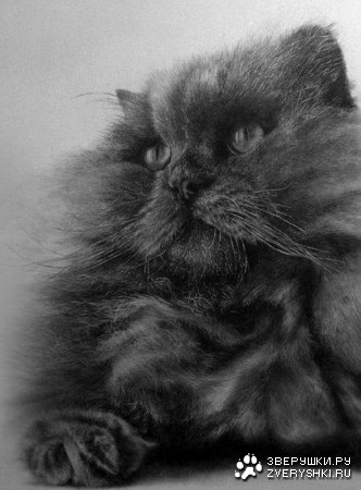 ������� ���������� (16 ���� )