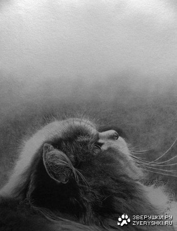 ������� ���������� (16 ���� )